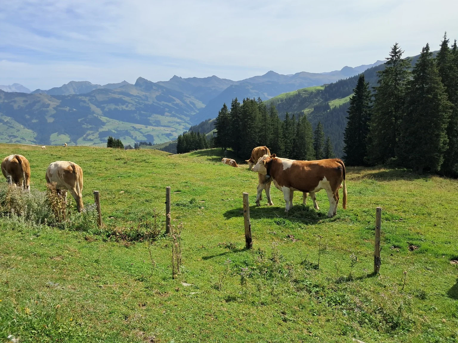 Almlandschaft bei Kitzbühel im Sommer